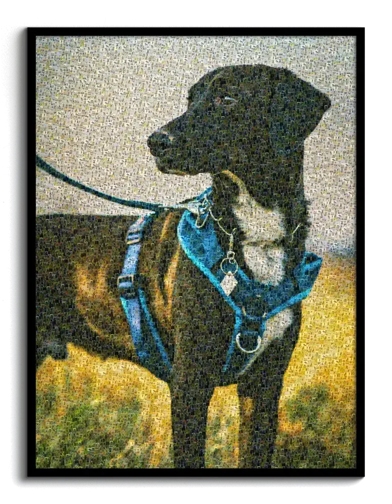 Fotomozaïek van een zwarte hond met een blauw tuigje, opgebouwd uit kleine foto's en zwart ingelijst